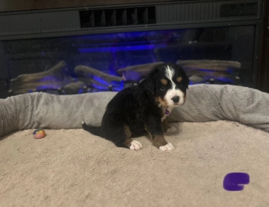 Purple Bernese Mountain Dog