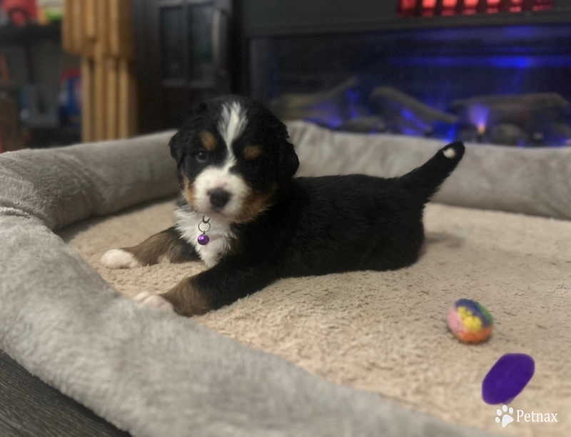 Purple Bernese Mountain Dog