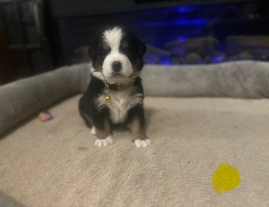 Yellow Bernese Mountain Dog