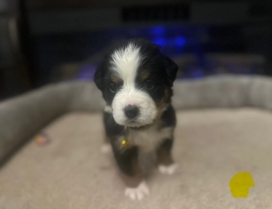 Yellow Bernese Mountain Dog