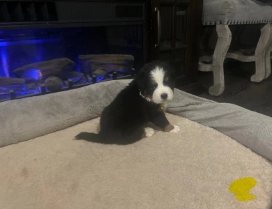 Yellow Bernese Mountain Dog