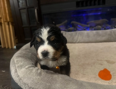 Orange Bernese Mountain Dog