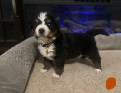 Orange Bernese Mountain Dog