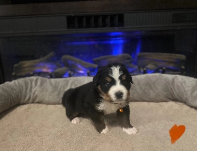 Orange Bernese Mountain Dog