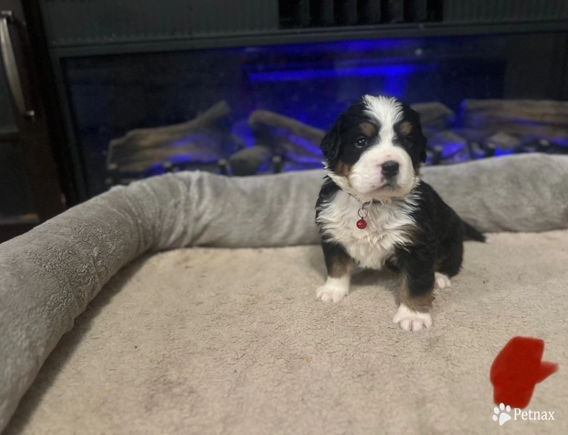 Red Bernese Mountain Dog