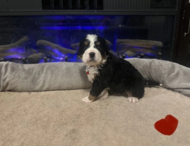 Red Bernese Mountain Dog