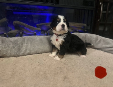 Red Bernese Mountain Dog