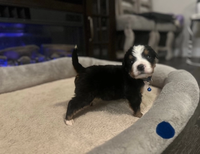 Dark Blue Bernese Mountain Dog