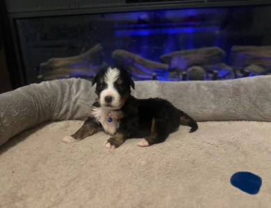 Dark Blue Bernese Mountain Dog