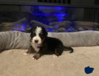 Dark Blue Bernese Mountain Dog