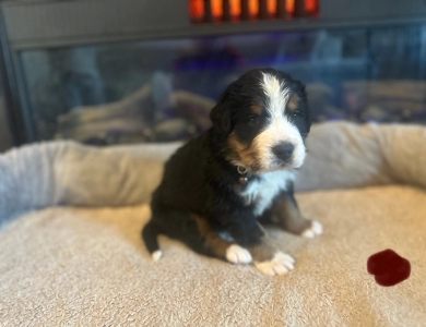 Brown Bernese Mountain Dog