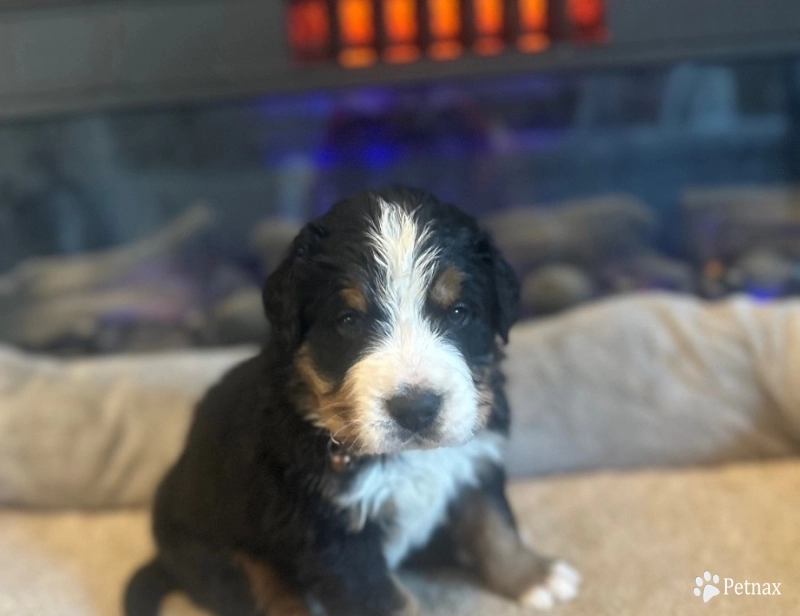 Brown Bernese Mountain Dog