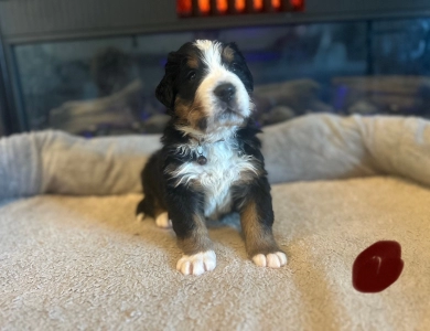 Brown Bernese Mountain Dog