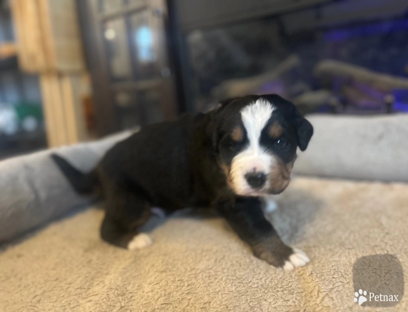 Grey Bernese Mountain Dog