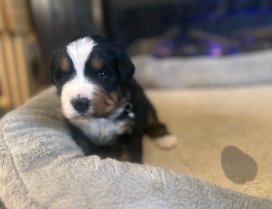 Grey Bernese Mountain Dog