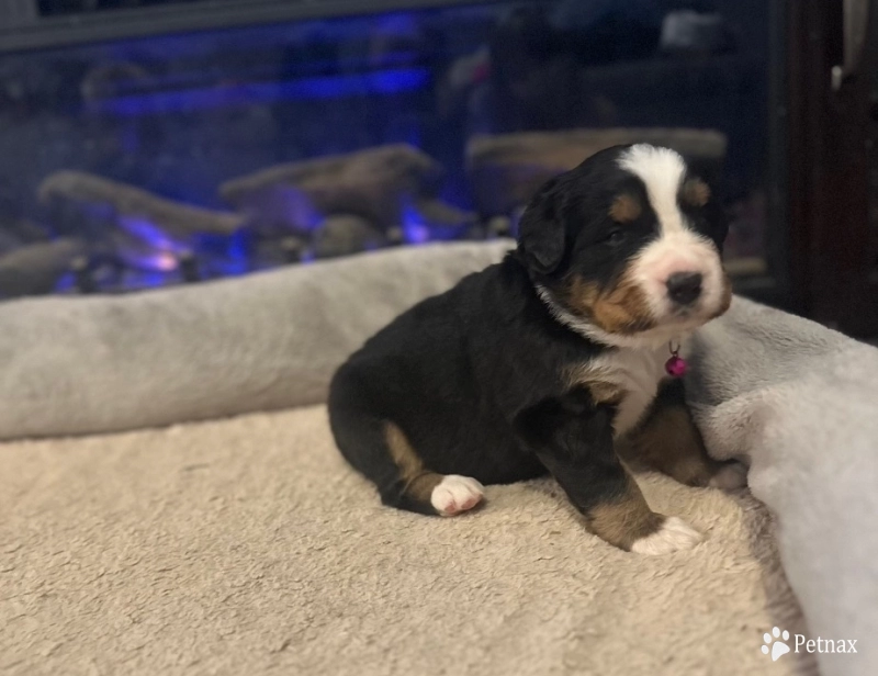 Dark Pink Bernese Mountain Dog