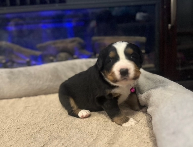 Dark Pink Bernese Mountain Dog