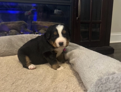 Dark Pink Bernese Mountain Dog