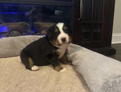 Dark Pink Bernese Mountain Dog