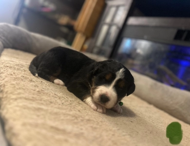 Dark Green Bernese Mountain Dog