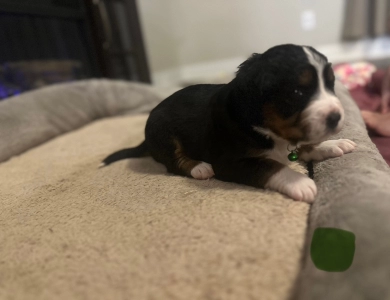 Dark Green Bernese Mountain Dog