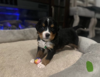 Light Green Bernese Mountain Dog