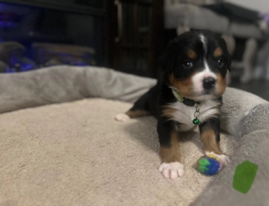 Light Green Bernese Mountain Dog