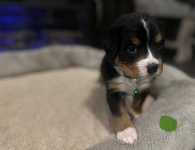 Light Green Bernese Mountain Dog