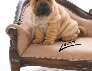 CHINESE SHAR-PEI