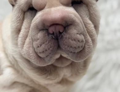 CIAO Shar Pei