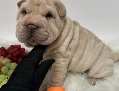 CIAO Shar Pei