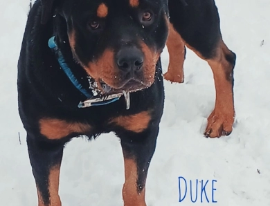 AKC Registered Rottweilers