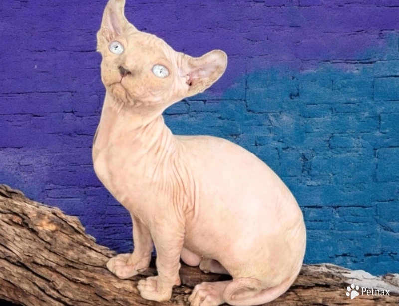 Triton Sphynx