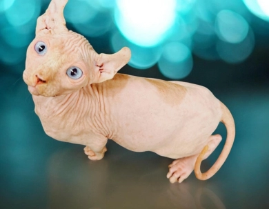 Torin Sphynx