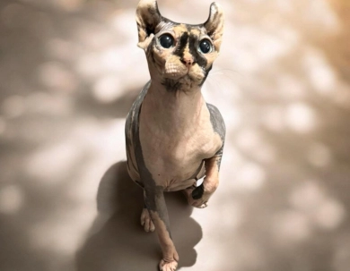 Zemi Sphynx