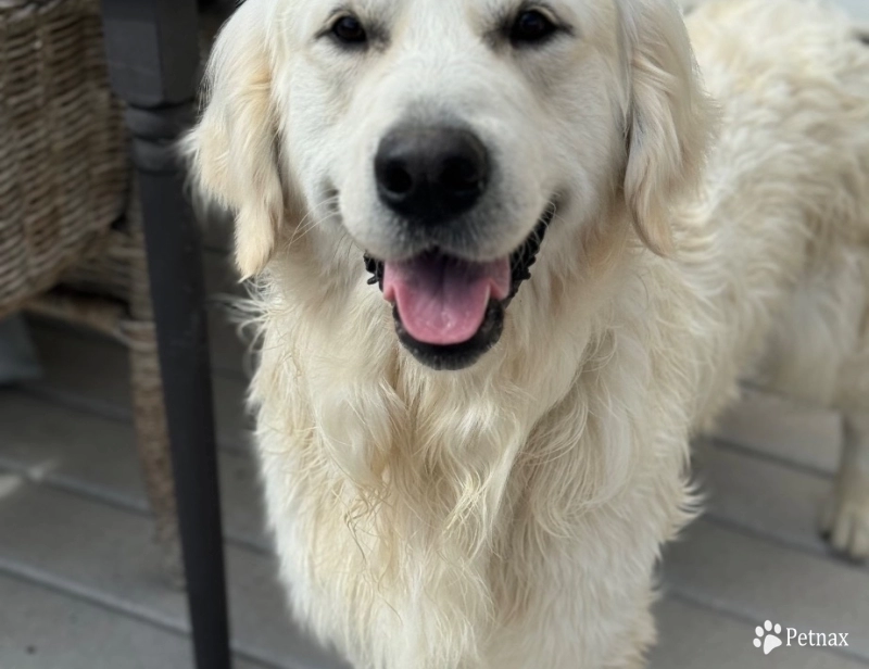 Max  Golden Retriever