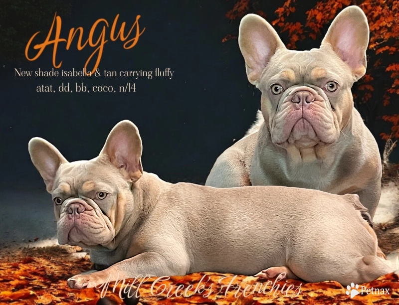 Mill Creek’s Angus French Bulldog