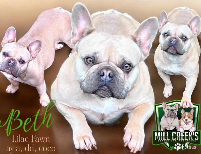 Mill Creek’s Beth French Bulldog