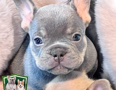 Martha Mae French Bulldog