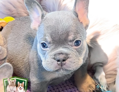 Martha Mae French Bulldog