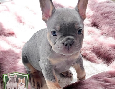 Martha Mae French Bulldog