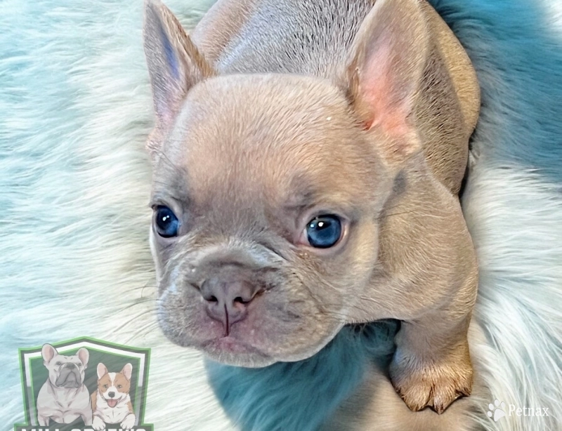 Kevin French Bulldog