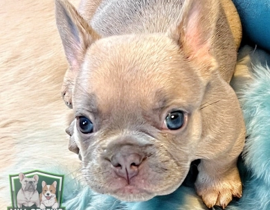 Kevin French Bulldog