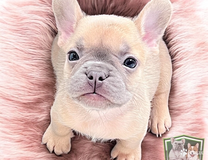 Jovie French Bulldog