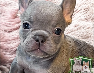 AKC Sally French Bulldog