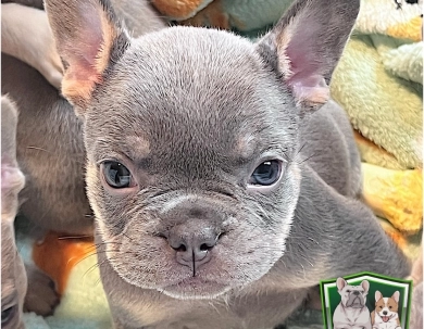 AKC Sally French Bulldog