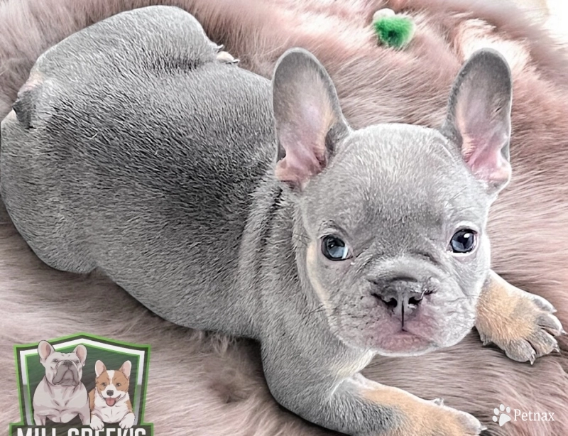 AKC Sally French Bulldog