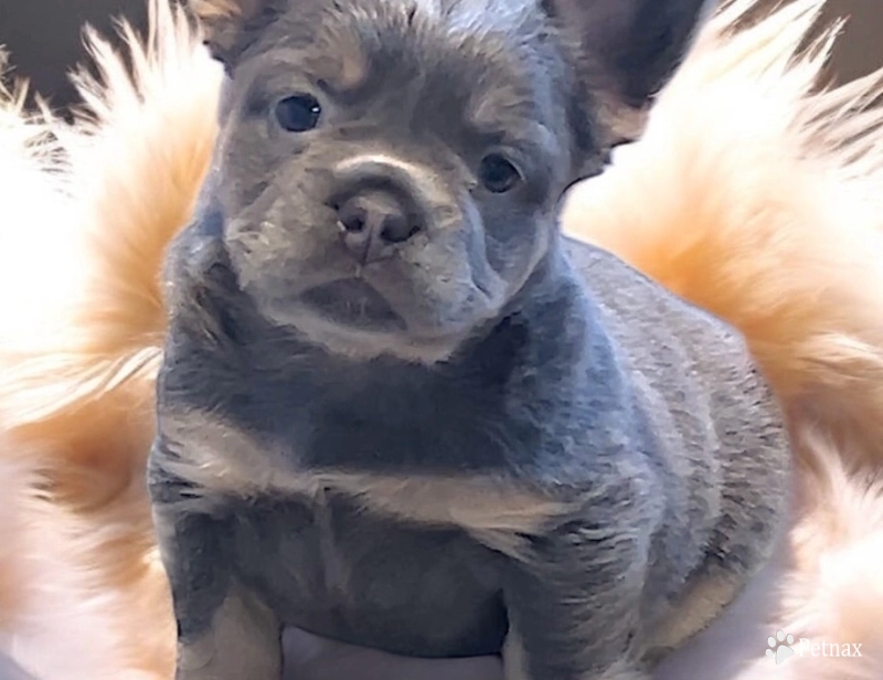 AKC fluffy lilac and tan Noel French Bulldog