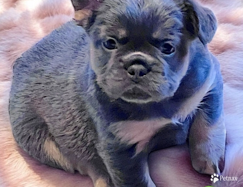 AKC blue and tan fluffy girl Holly French Bulldog