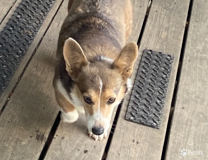 Midget  Pembroke Welsh Corgi